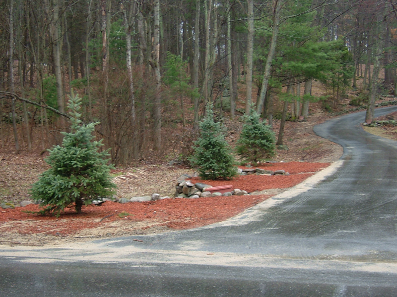 Picture 010